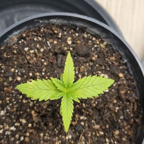 Tropicanna Banana growlog timeline photo