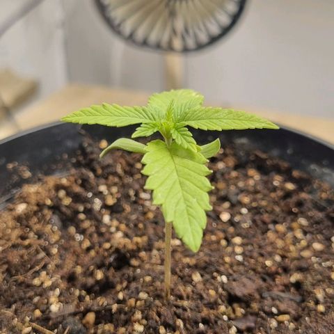 Tropicanna Banana growlog timeline photo