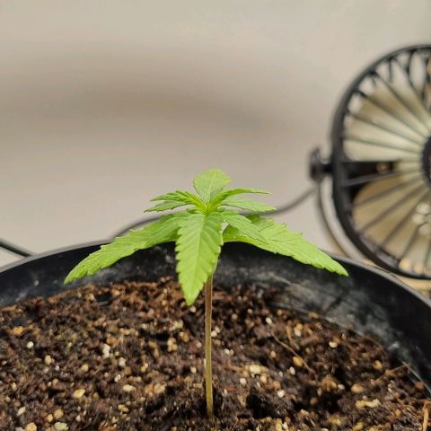 Tropicanna Banana growlog timeline photo