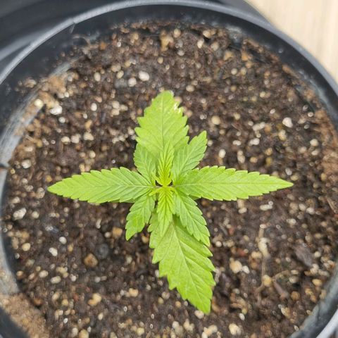 Tropicanna Banana growlog timeline photo