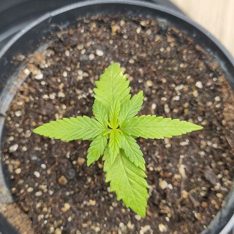 Tropicanna Banana growlog timeline photo
