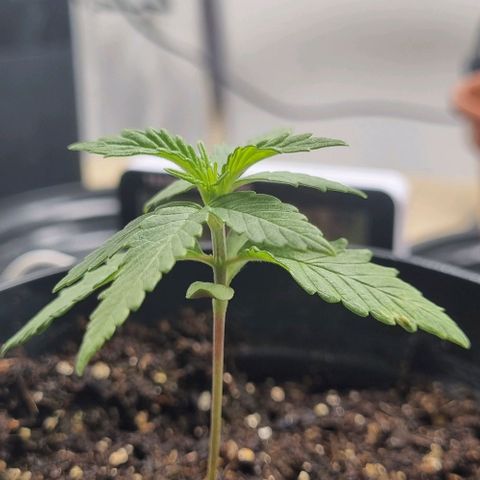 Tropicanna Banana growlog timeline photo