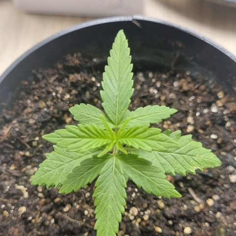 Tropicanna Banana growlog timeline photo