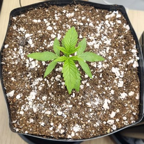 Tropicanna Banana growlog timeline photo