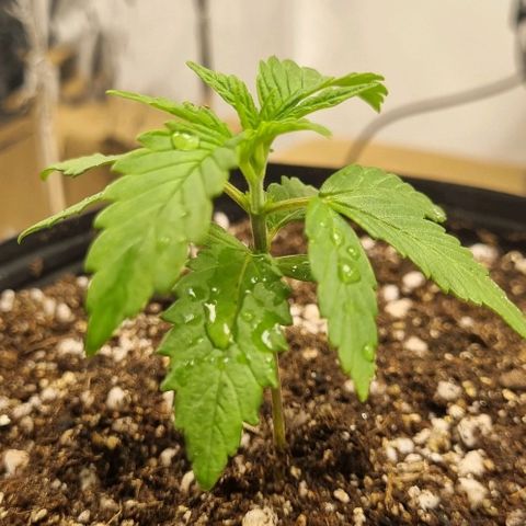 Tropicanna Banana growlog timeline photo