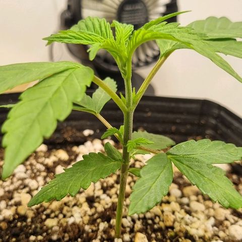 Tropicanna Banana growlog timeline photo