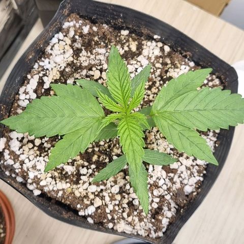 Tropicanna Banana growlog timeline photo