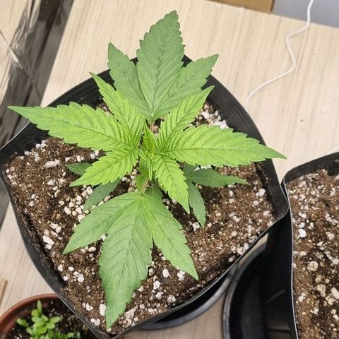 Tropicanna Banana growlog timeline photo