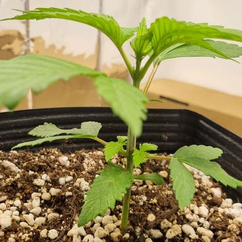 Tropicanna Banana growlog timeline photo