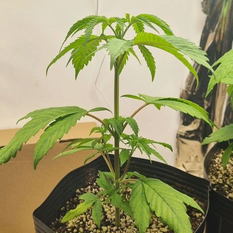 Tropicanna Banana growlog timeline photo