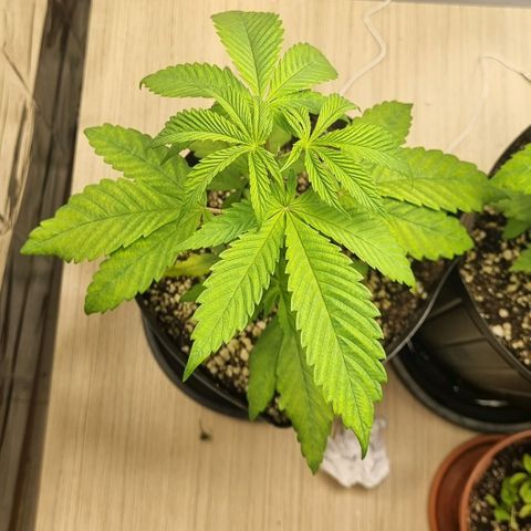 Tropicanna Banana growlog timeline photo