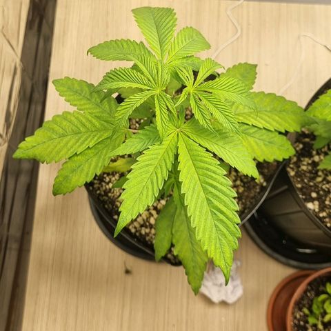 Tropicanna Banana growlog timeline photo