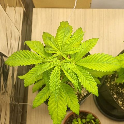 Tropicanna Banana growlog timeline photo