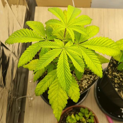 Tropicanna Banana growlog timeline photo