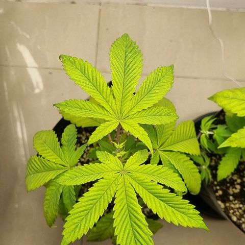 Tropicanna Banana growlog timeline photo