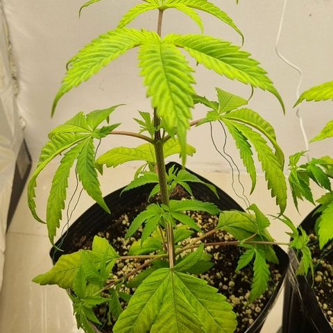 Tropicanna Banana growlog timeline photo