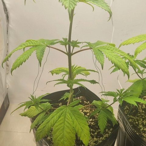 Tropicanna Banana growlog timeline photo