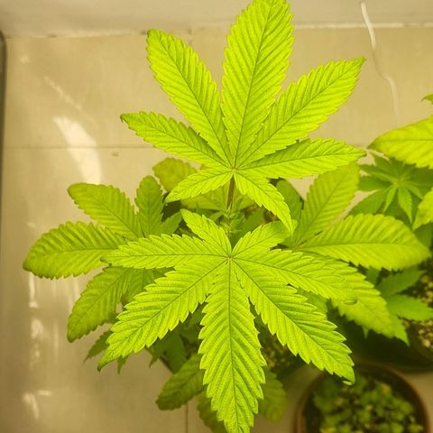 Tropicanna Banana growlog timeline photo