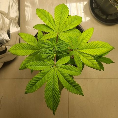 Tropicanna Banana growlog timeline photo
