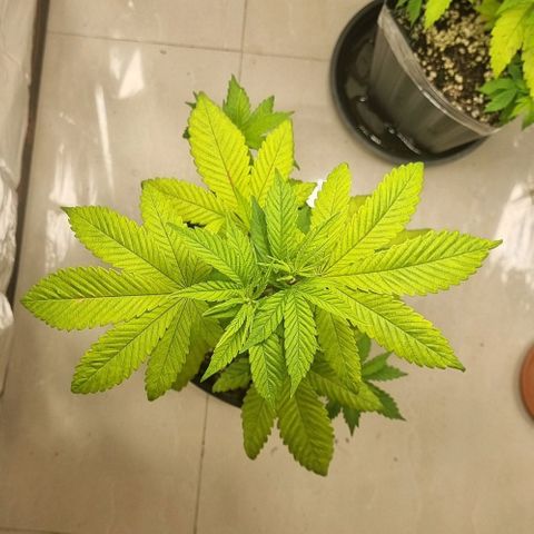 Tropicanna Banana growlog timeline photo