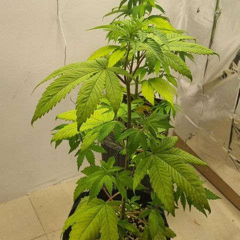 Tropicanna Banana growlog timeline photo