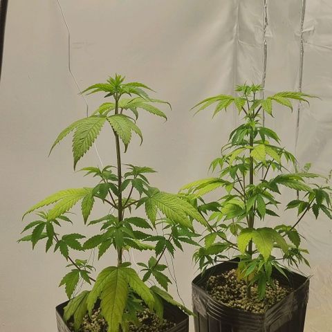 Tropicanna Banana growlog timeline photo