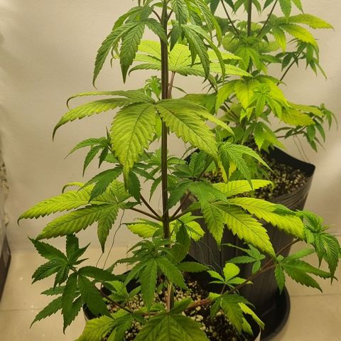 Tropicanna Banana growlog timeline photo