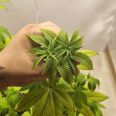 Tropicanna Banana growlog timeline photo