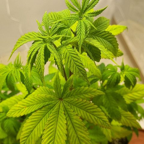 Tropicanna Banana growlog timeline photo