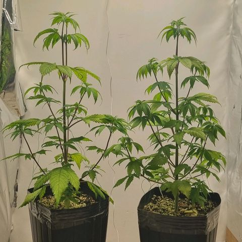 Tropicanna Banana growlog timeline photo