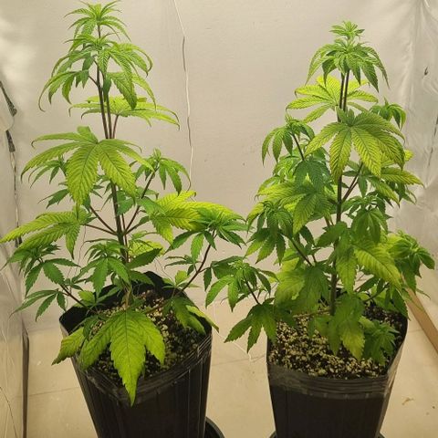 Tropicanna Banana growlog timeline photo