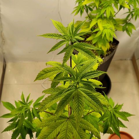 Tropicanna Banana growlog timeline photo