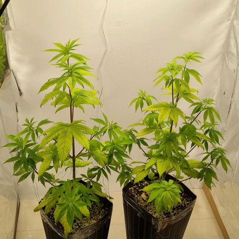 Tropicanna Banana growlog timeline photo