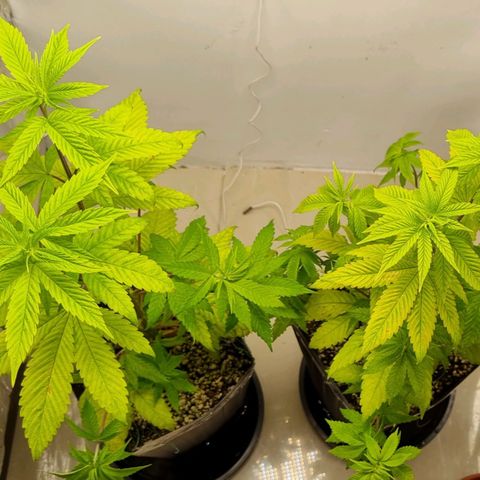 Tropicanna Banana growlog timeline photo