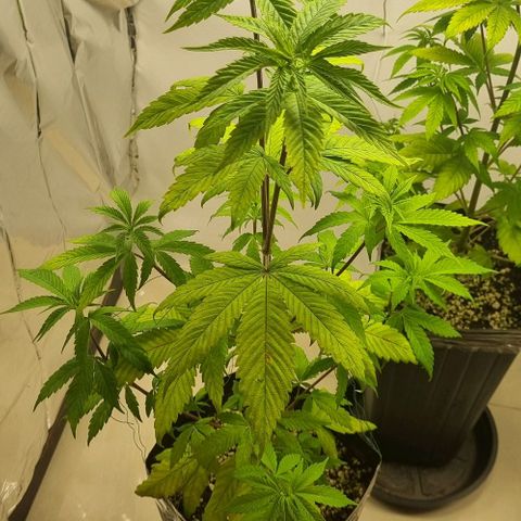 Tropicanna Banana growlog timeline photo