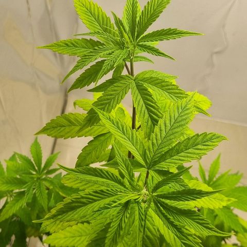 Tropicanna Banana growlog timeline photo