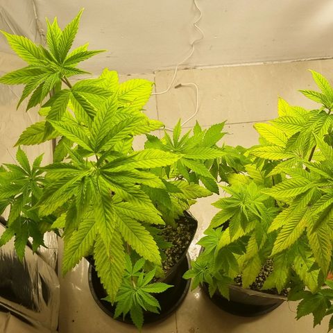 Tropicanna Banana growlog timeline photo