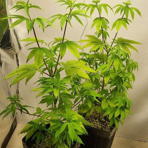 Tropicanna Banana growlog timeline photo