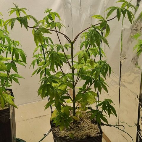 Tropicanna Banana growlog timeline photo