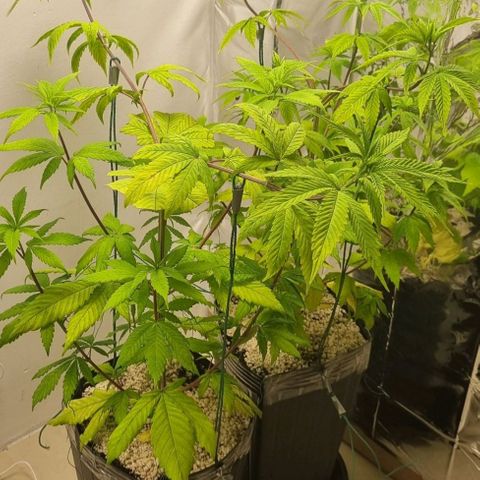 Tropicanna Banana growlog timeline photo