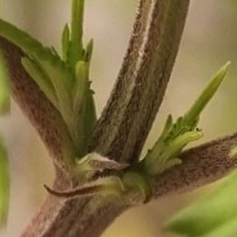 Tropicanna Banana growlog timeline photo