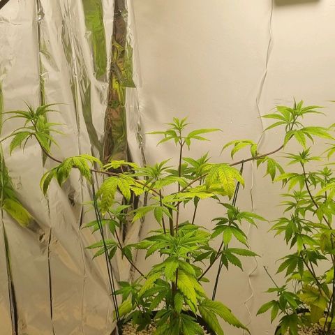 Tropicanna Banana growlog timeline photo