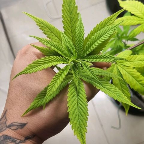 Tropicanna Banana growlog timeline photo