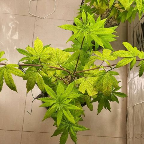 Tropicanna Banana growlog timeline photo