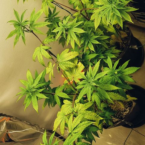 Tropicanna Banana growlog timeline photo