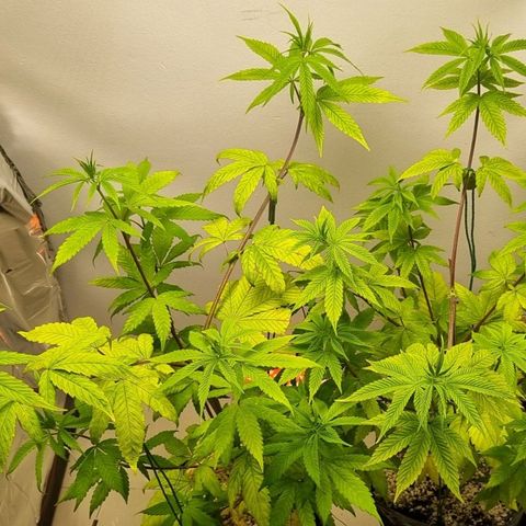 Tropicanna Banana growlog timeline photo