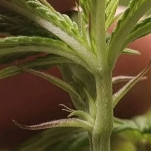 Tropicanna Banana growlog timeline photo