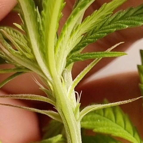 Tropicanna Banana growlog timeline photo