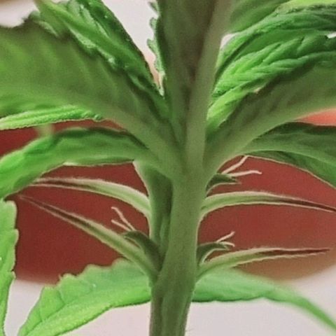 Tropicanna Banana growlog timeline photo