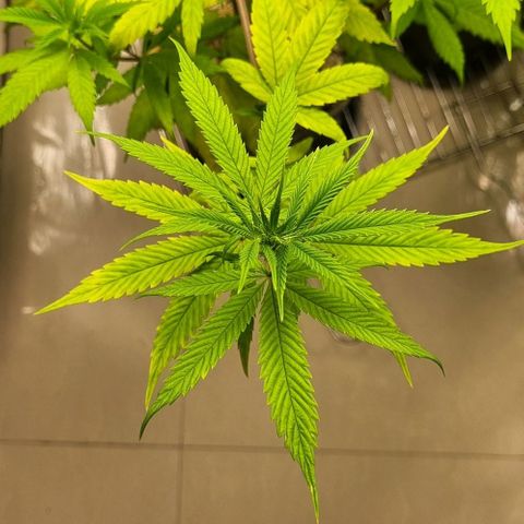 Tropicanna Banana growlog timeline photo